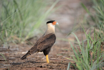 carcará (Caracara plancus) 