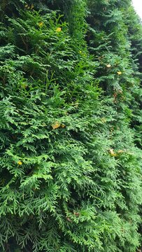 Thuja - A Plant That Is Green All Year Round