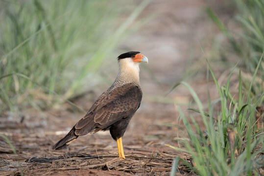 carcar&aacute; (Caracara plancus) 