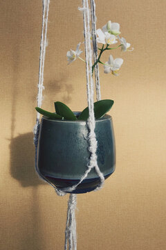 A white mini orchid growing in a hanging plant pot