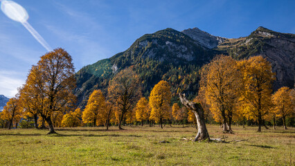 Wald im Herbst im Gebirge