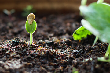 Pumpkins Seedlings are thriving from fertile soil, ecology concept. new life is coming,closeup	