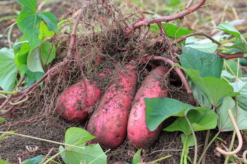 家庭菜園で育てたサツマイモの接写