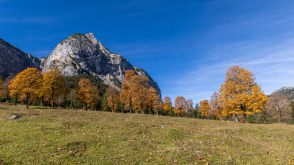 Herbst Bäume in den Alpen
