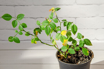 home plant, rose with diseased yellowed leaves. Houseplant care concept. Rose flower in a pot on the background of a white brick wall, space for text