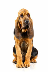 Brown bloodhound puppy sitting and looking at the camera. Isolated on white background - obrazy, fototapety, plakaty