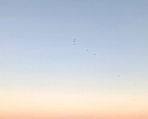 Sky is pale blue pink, with birds, no clouds, clear sky. High quality photo