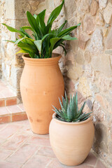 Two Mediterranean style pots with Aloe Vera and greens in a rustic setting.