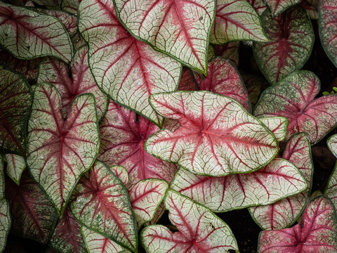 The leaves caladium white queen