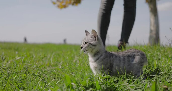 Domestic grey tabby cat exploring the world walking in the grass, slow motion, owner on background