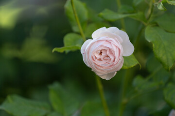 pink peony rose bud on green leafy background