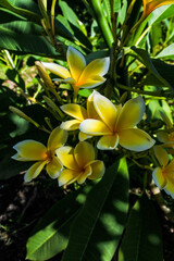 Fototapeta na wymiar a bouquet of yellowish white frangipani flowers that bloom very beautifully in a grove of leaves, exposed to the morning sun makes it aesthetic 