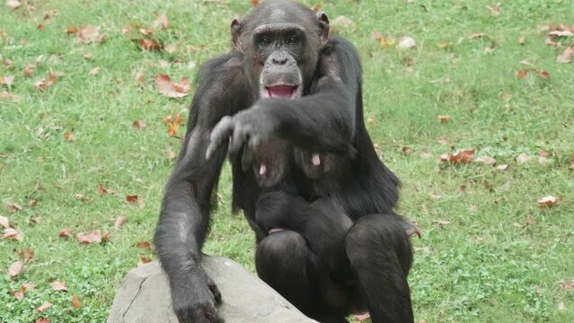 Adult chimpanzee holds its baby chimpanzee and raise its arm to ask for food, 4k slow motion footage.