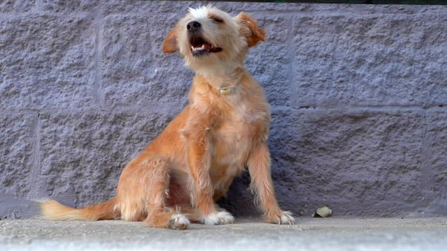 Small mongrel dog sitting near the concrete wall, adorable red fur pet looking on camera with opened muzzle and tongue pulled out. Lonely street dog waiting for human friendship, domestic puppy