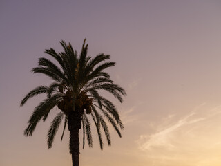 palm trees at sunset