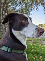 Side portrait of a dog in autumn