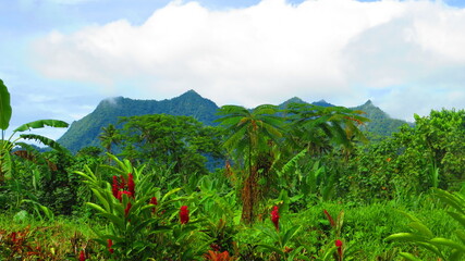 View on a tropical rain forest in Samoa pacific 