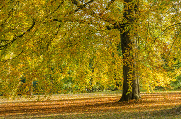 alter Baum in einem Park mit gelber Herbstfärbung, old tree in a park with yellow autumn colors