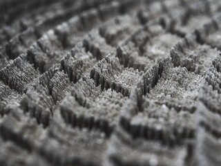 年輪（マクロ撮影）