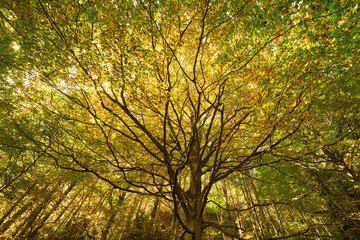 Big colorful tree in autumn seen from below