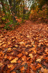 Autumnal path covered with orange fallen leaves