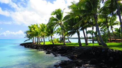Palmtrees in Samoa pacific island 