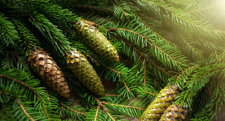 Christmas background with fir branches and cones. Green branches of spruce. Green Christmas greeting background.Natural forest spruce.