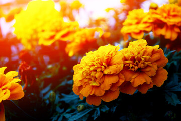 Blurred. Colorful bright flowers marigold against the background of the summer landscape.