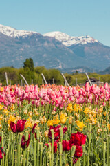 TULIPANES