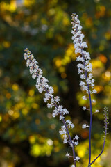 Black cohosh, or branched cimicifuga( lat. Actaea racemosa , syn. Cimicifuga racemosa ) is a perennial herbaceous plant
