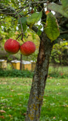 Organic two red apples on apple tree in garden