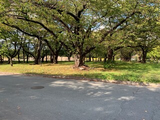 霞城公園
