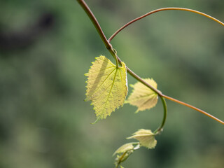 The grape leaf in sunlight