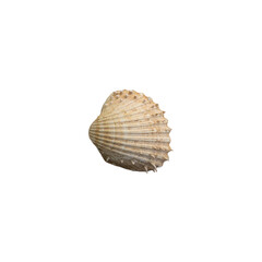 Shell with spiky relief on white background