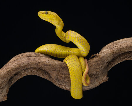 snake on a tree