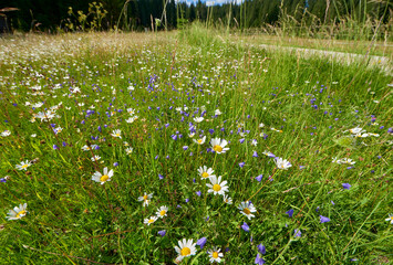 Summer meadow in blossom in peaceful Slovenian countryside