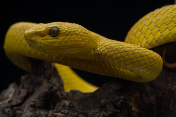 close up of a snake