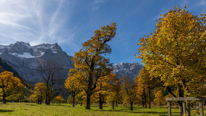 Bäume im Herbst im Hintergrund Berge mit Schnee