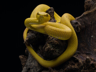 yellow snake on a branch