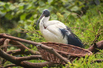 Madagaskar Sacred Ibis, Threskiornis bernieri. Portrait