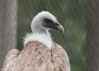 Eurasian griffon vulture. Portrait. Bird watching
