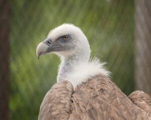 Eurasian griffon vulture, Gyps fulvus. Portrait