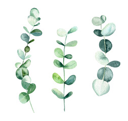 Watercolor eucalyptus set. Elegant decorative design. Green floral branches. Isolated objects. Greeting card template elements. Wedding decor