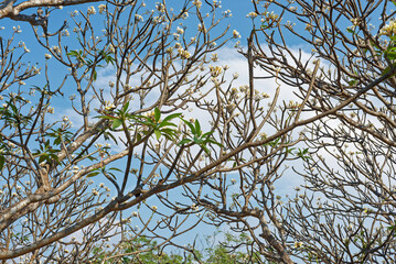 Frangipani trees and their flowers with blue sky and white cloud background.