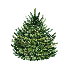 Watercolor Christmas fir tree template isolated on white background. Wild forest scetch. Hand drawn natural element. Landscape object for woodland design