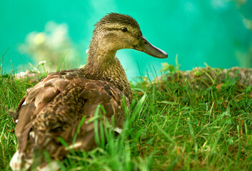  Duck on Bled lake beach