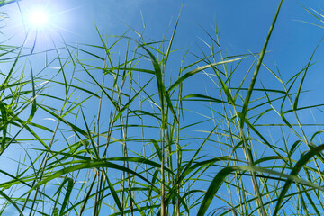 Background of grass with sunlight shining in the daytime.