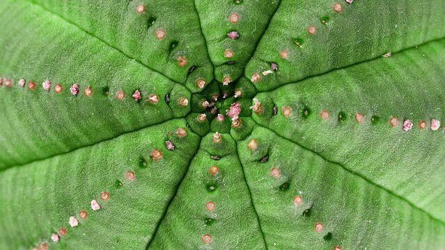 Succulent Euphorbia Obesa, top view close-up shot, slowly spinning, Fibonacci golden ratio concept
