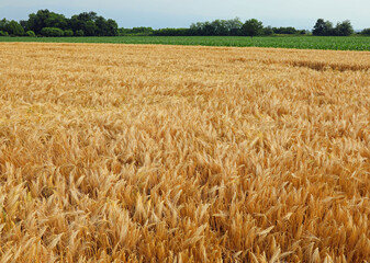 wheat field with ripe ears ready for harvest in summer