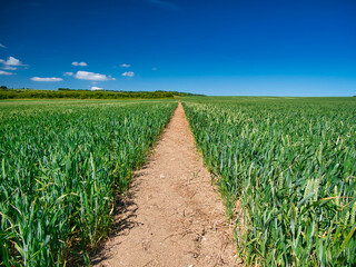 A straight footpath disappears into the distance as it runs through a field of green growing wheat. Taken on a sunny day in summer with a clear blue sky.